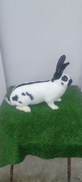 Olbrzym srokacz czarny