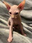 Gatinho nascido a 05/04