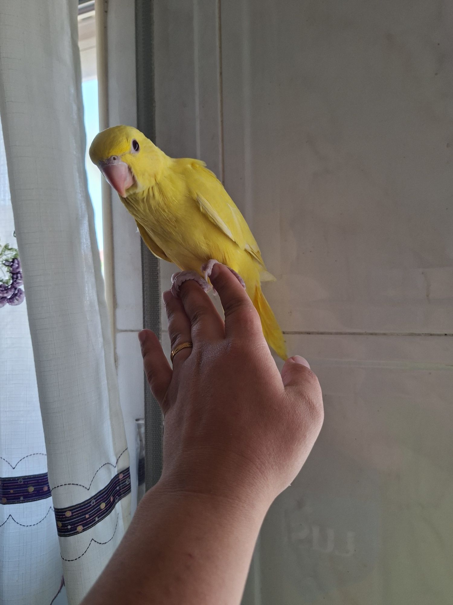 Ring neck domesticado