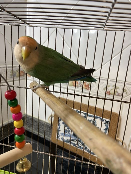 Vendo Rosicolli femea