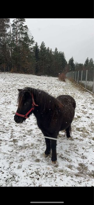 sprzedam 4-letnią klacz