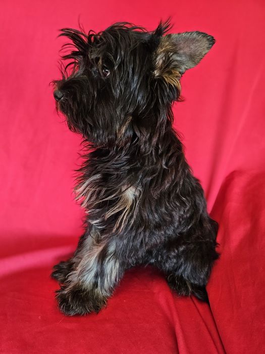 York terrier czarny podpalana  suczka