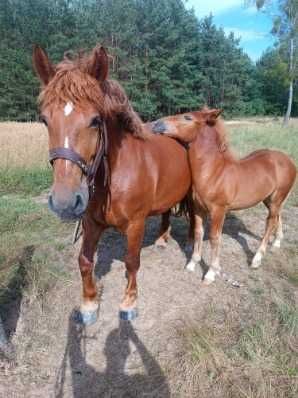 Sprzedam 6letnią Klacz zaźrebioną ze źrebakiem