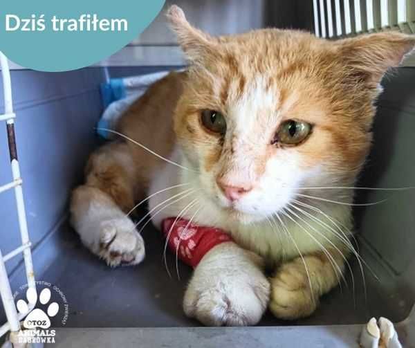 Znaleziono kota PRZYJAŹŃ (gm. Żukowo)