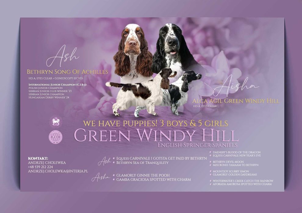 Springer Spaniel Angielski FCI - szczenię