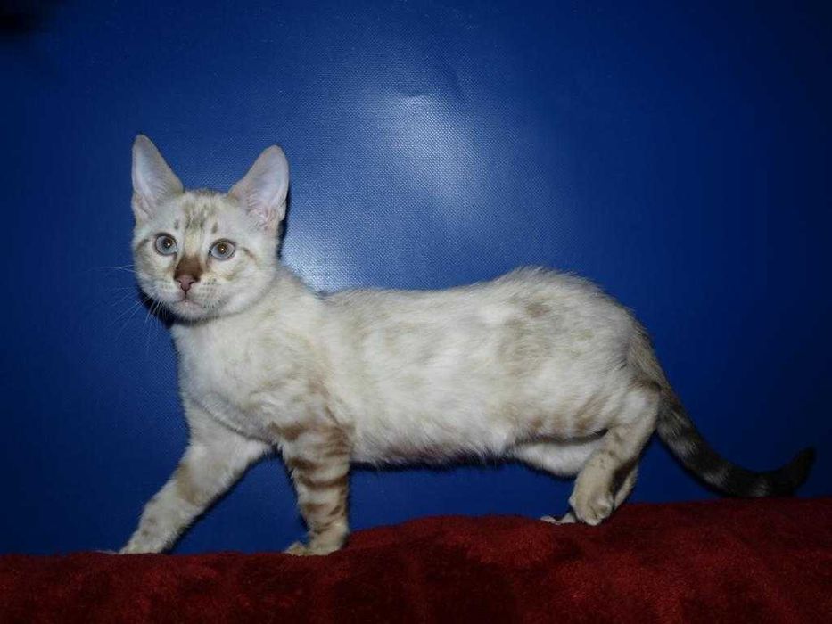 Бенгальские котята снежного окраса . Мальчики и девочки. Документы.