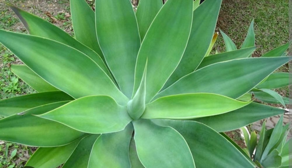 Agave Dragão (Agave attenuata)