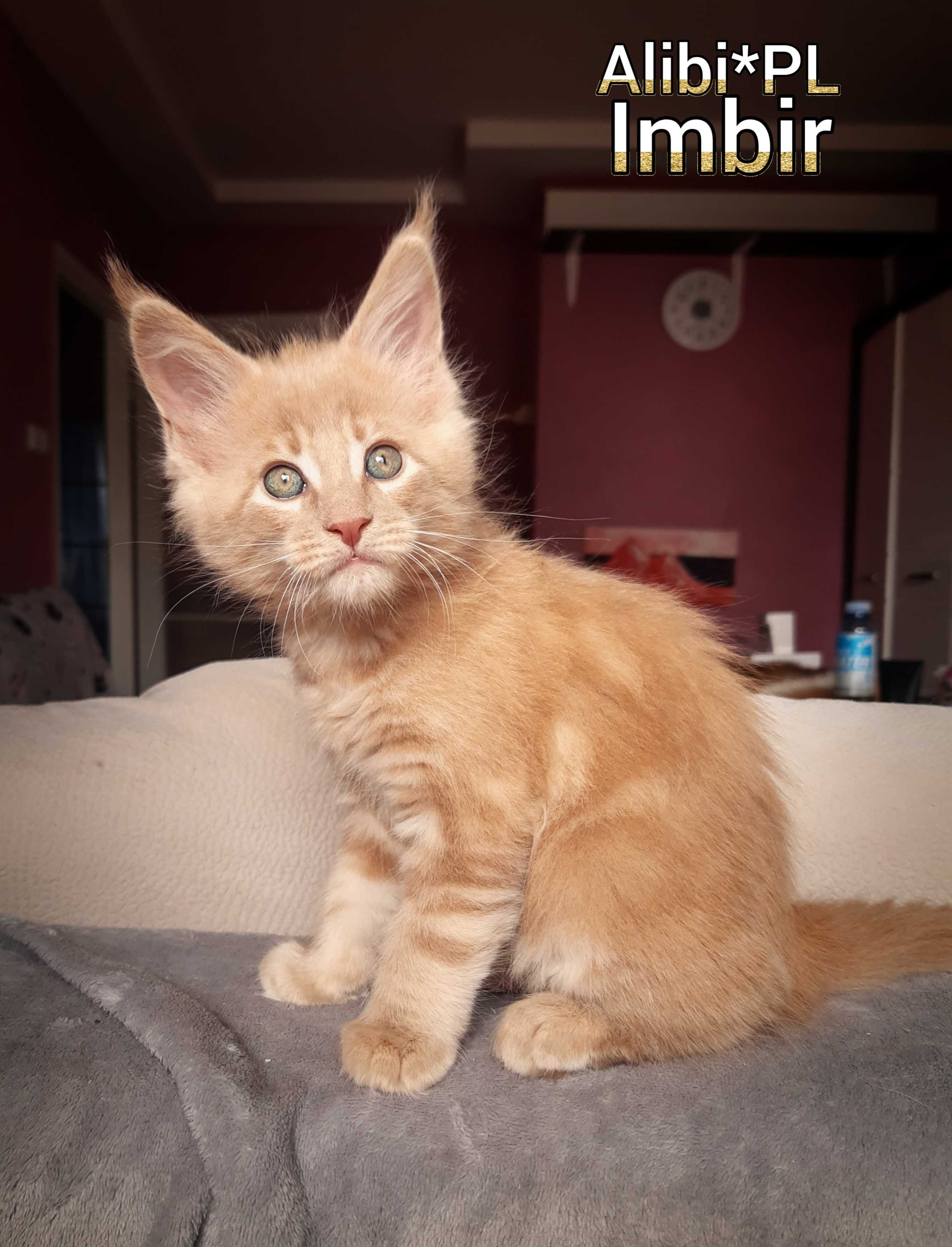 Kociaki Maine Coon, legalna hodowla