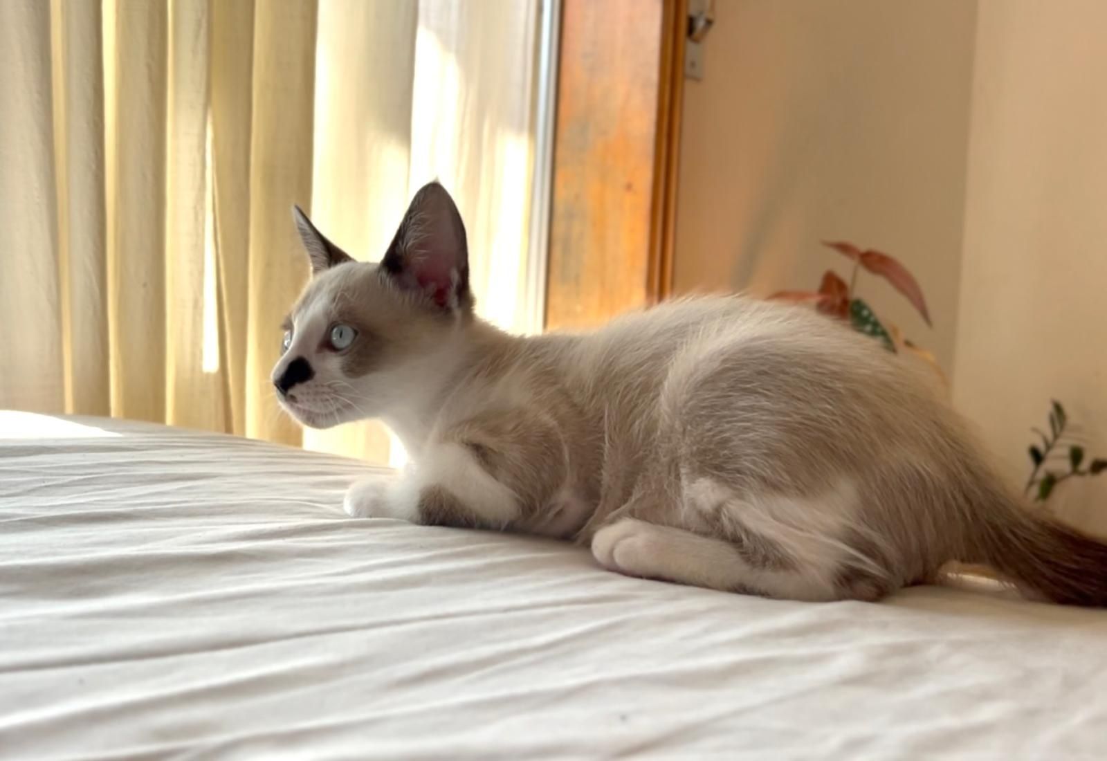 Gato para adoção responsável