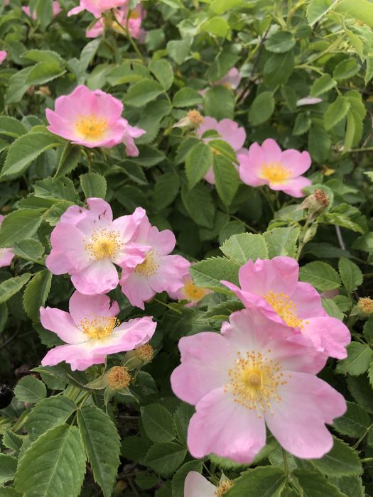 Сіль для ванни «Тихий вечір»