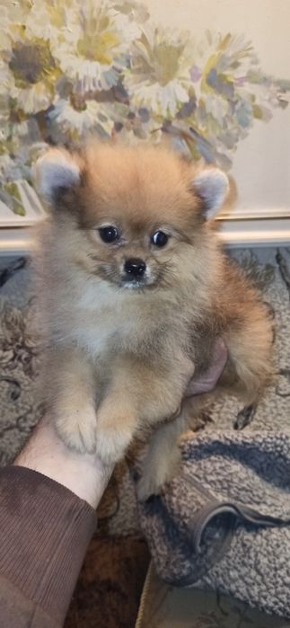 Щенки померанскоко шпица