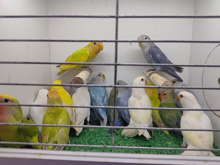 Papugi Papużki nierozłączki czerwonoczelne - młode 2025r