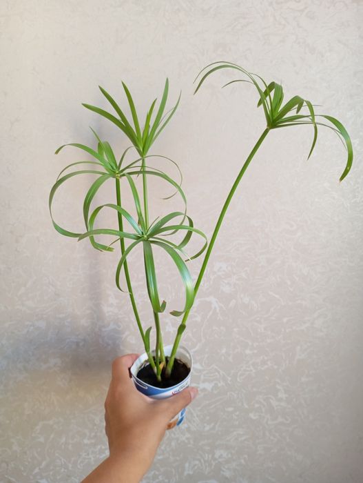 Філодендрон лайм, папірус, н-джой, каланхоє