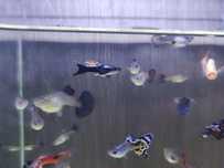 Guppys Sortidos ( Para libertar Espaço )