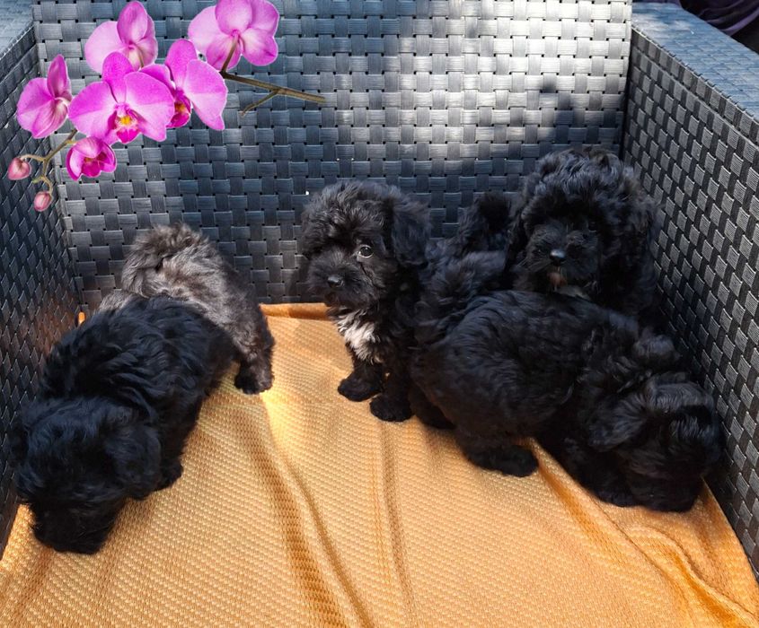 мініатюрні цуценята Мальтипу baby face очікують в Києві