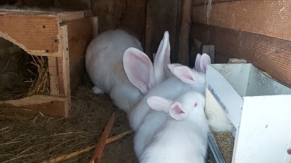 Кролики білий велетень молодняк