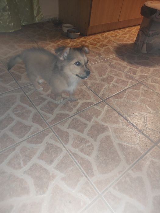 Pilnie oddam pieska suczkę z powodu uczulenia