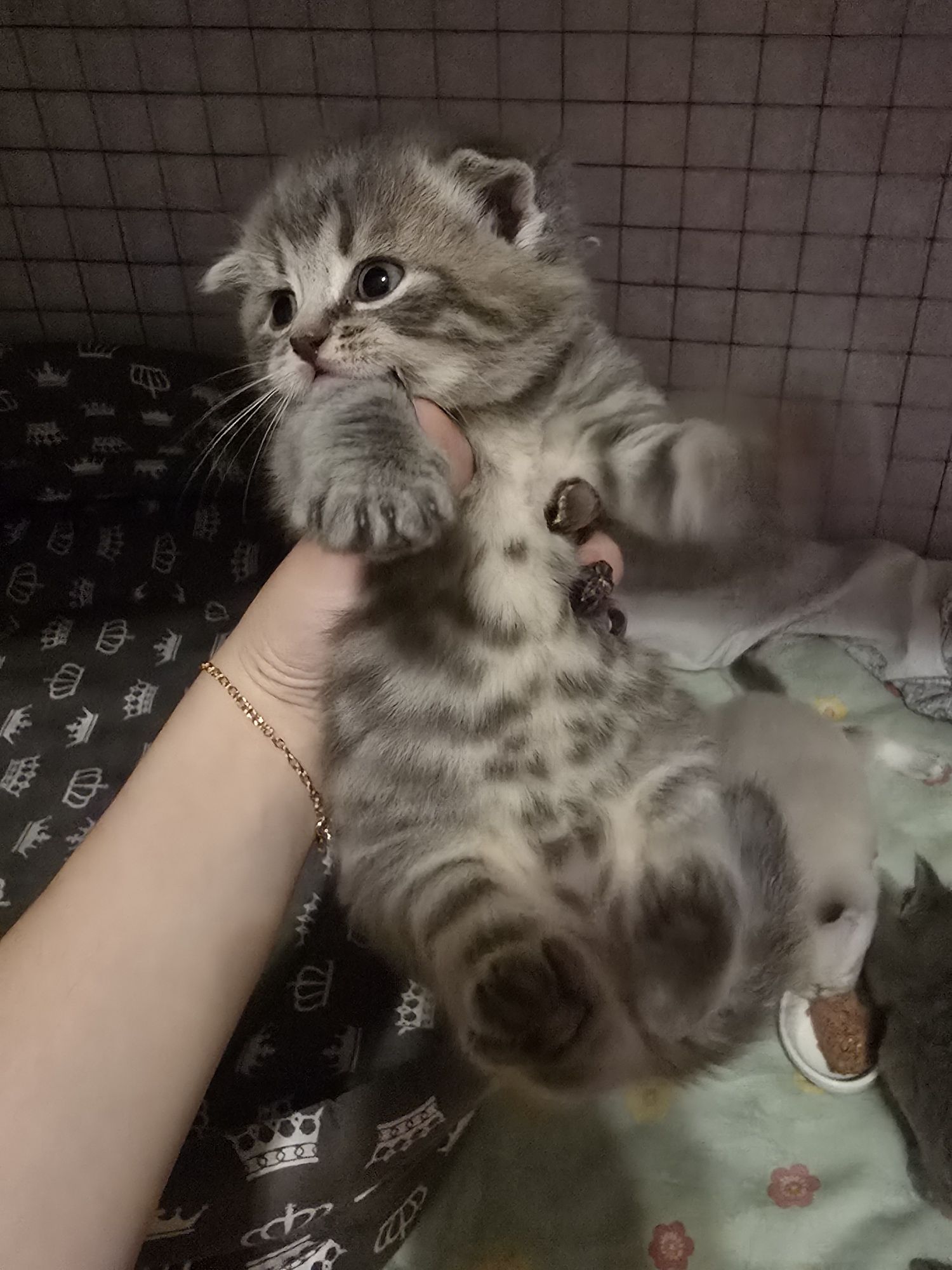 Шотландские котята вислухие и прямоухие