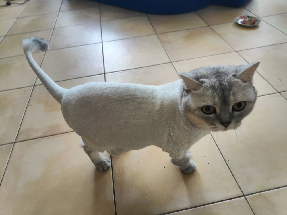 Стрижка собак и кошек