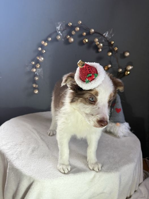 Border Collie Chocolate fantAUstico