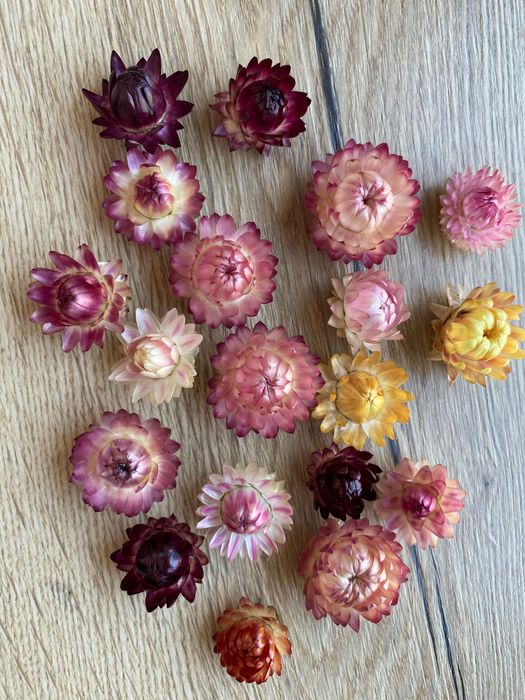 Сухоцвіт квіти Геліхризум, збір 2025