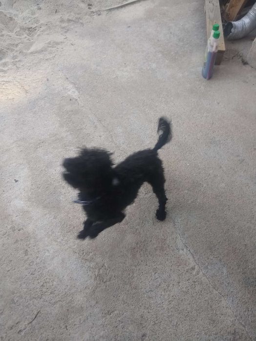 Cão macho jovem para adoção em um bom lar