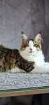Maine coon kocurek
