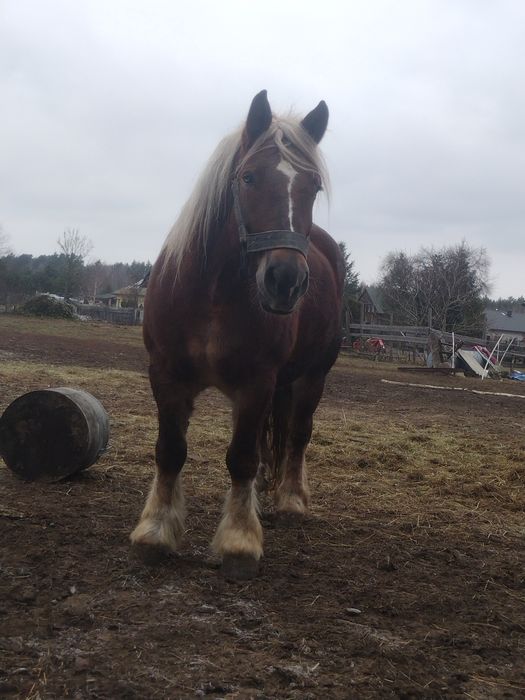 Sprzedam klacz zimnokrwistą