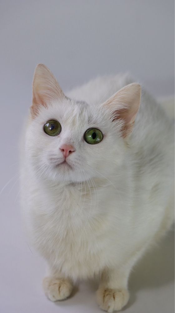 Котеня, котенята, котики, киця, кошка, котята, котик