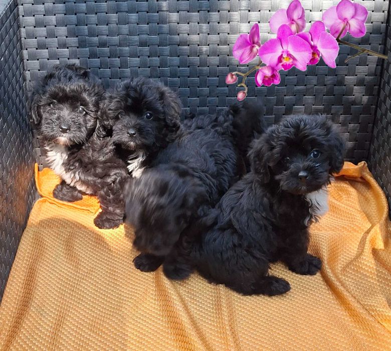 мініатюрні цуценята Мальтипу baby face очікують в Києві