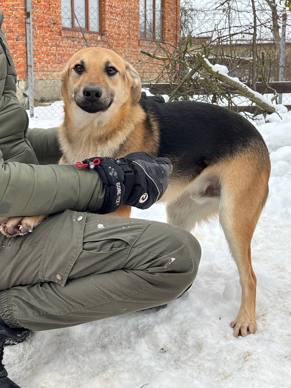 Песик хлопчик шукає дім