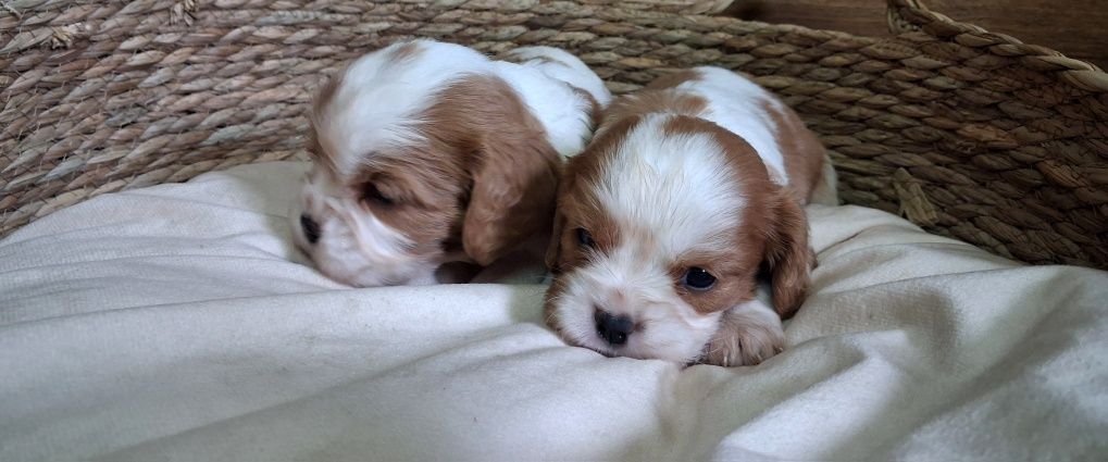 Cavalier King Charles Spaniel