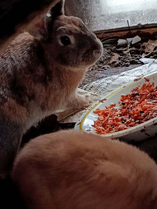 Продаємо Кролинят