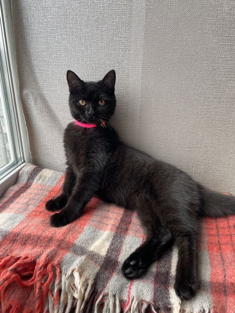 Котик в добрі руки
