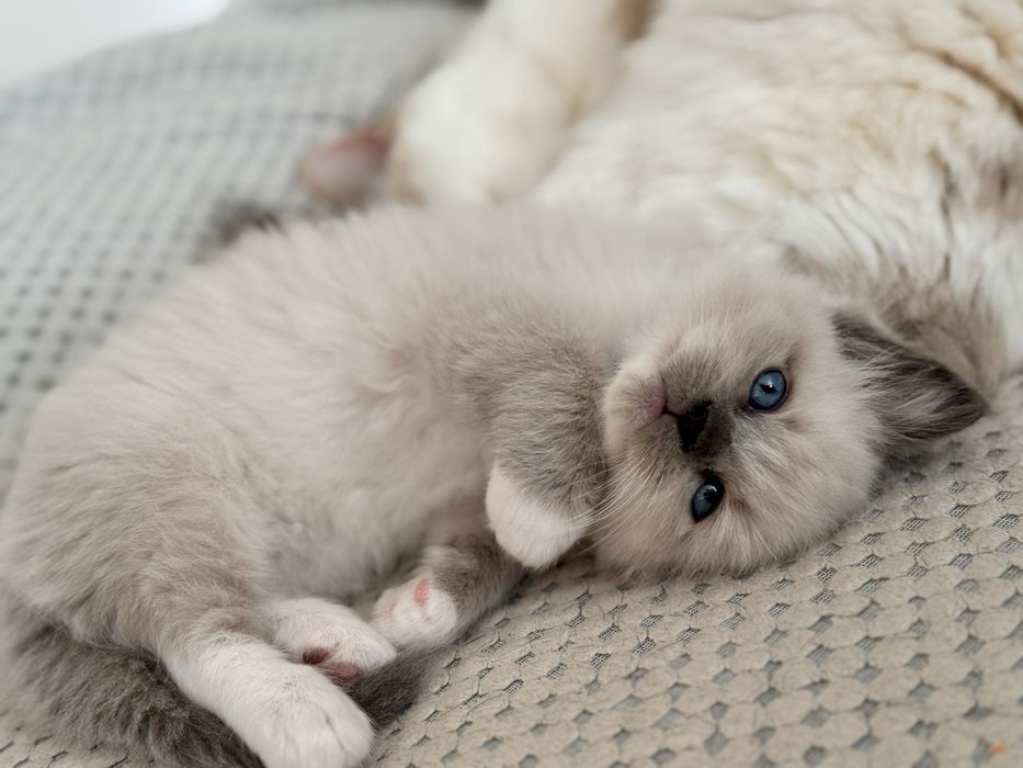 Ragdoll kot Ragdoll kotka Ragdoll kocurek FPL