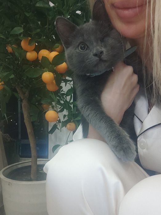 Милый и умный КОТЁНОК