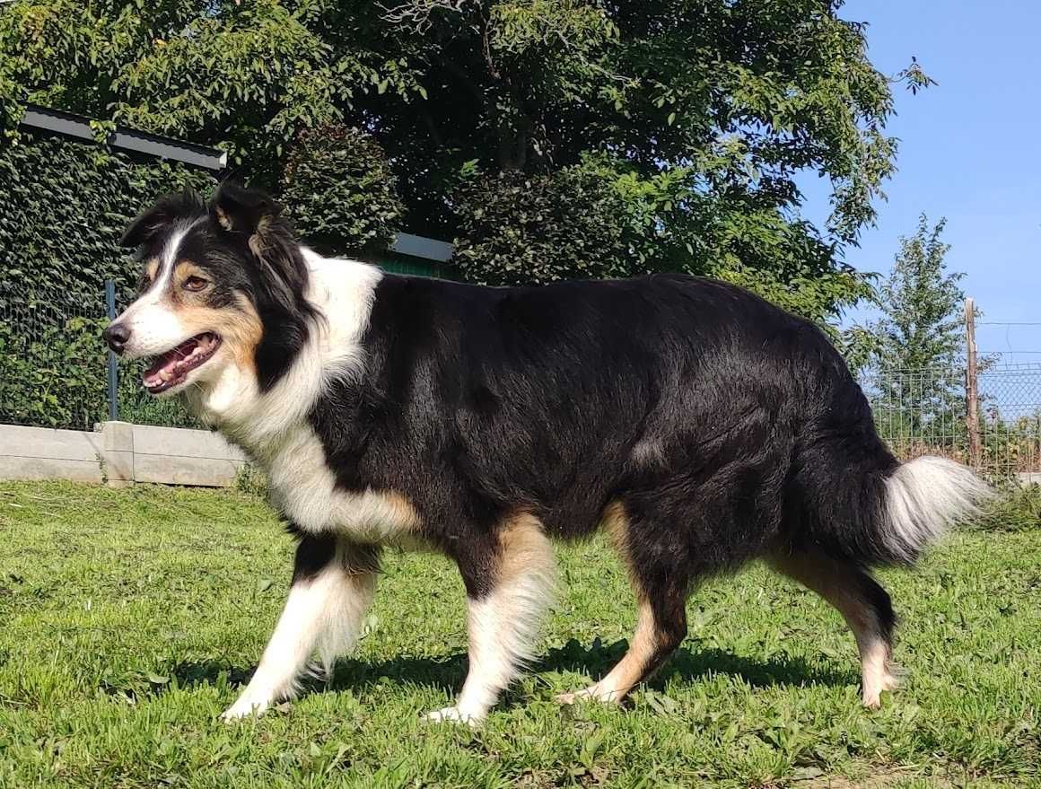 Piękna Suczka Border Collie - pełna dok. hodowlana