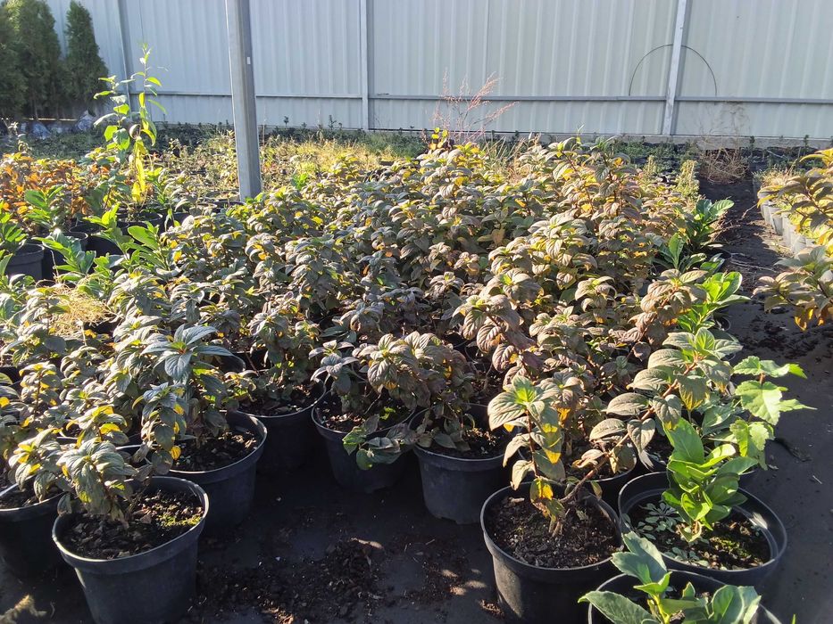 Гортензия.  Сосна кримська с2