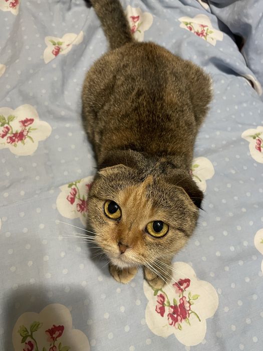 В добрі ручки кішечка (висловушка)