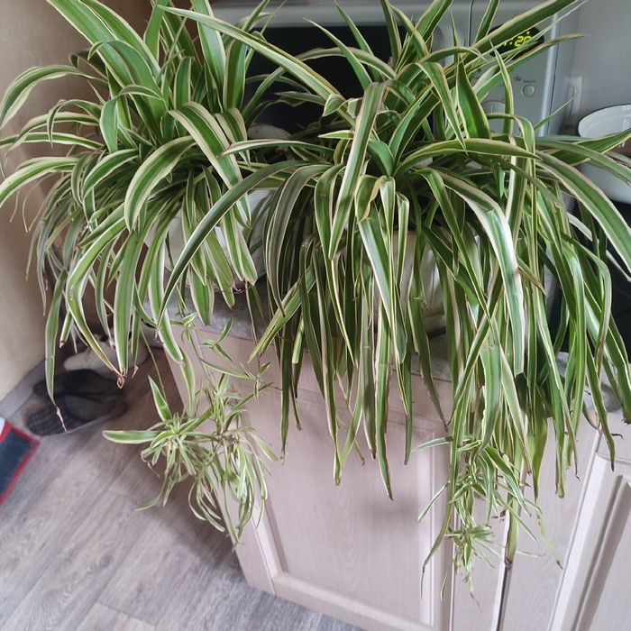 Комнатные цветы в продаже