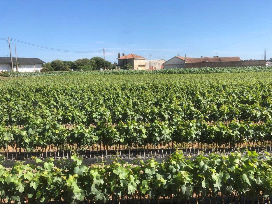 Videiras enxertados/Bacelos bravos