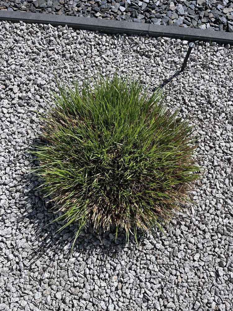 Rozplenica  japońska  Viridescens
