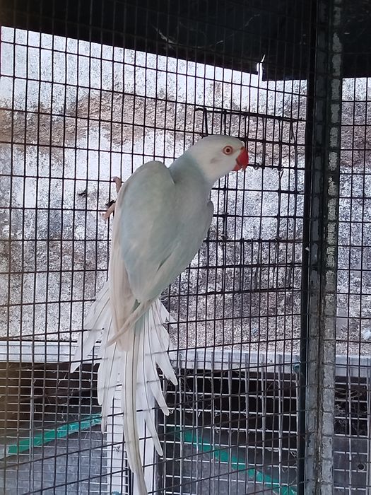 Ring neck fêmea azul lacewing