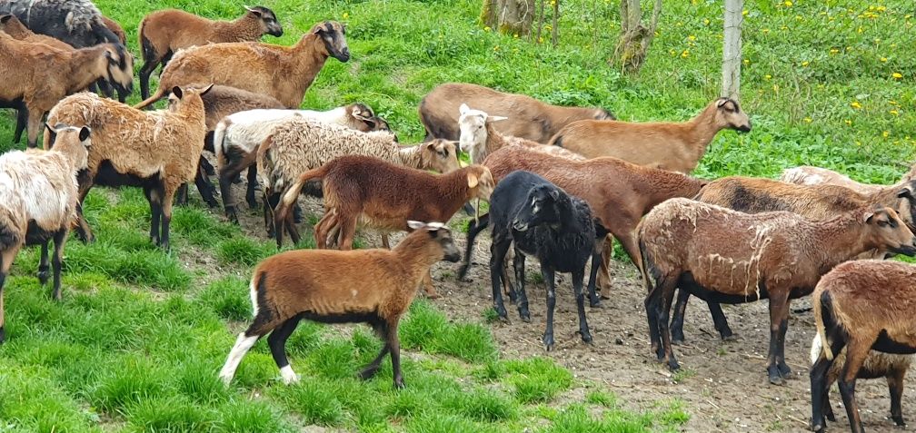 Sprzedam stado baranów i owieczek Barbados dorper mieszańce