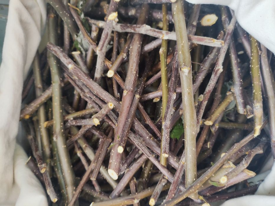 Gałązki jabłoni 1 kg dla królików i gryzoni