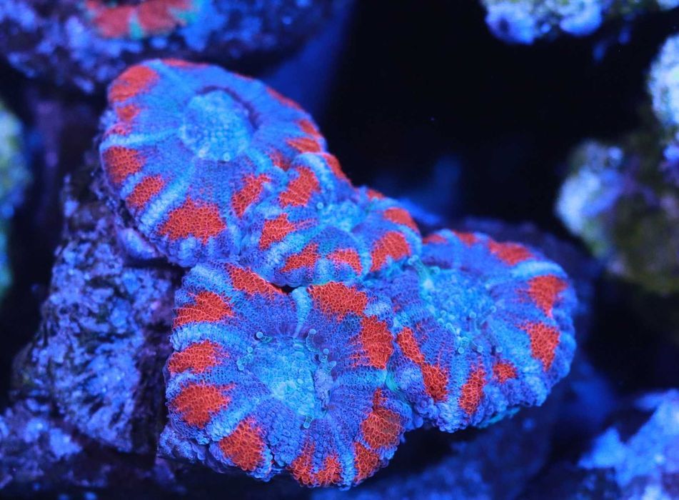 Acanthastrea Acana Akana bicolor FLUOLAMPS WYSYLKI