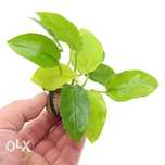 anubias gold RARYTAS