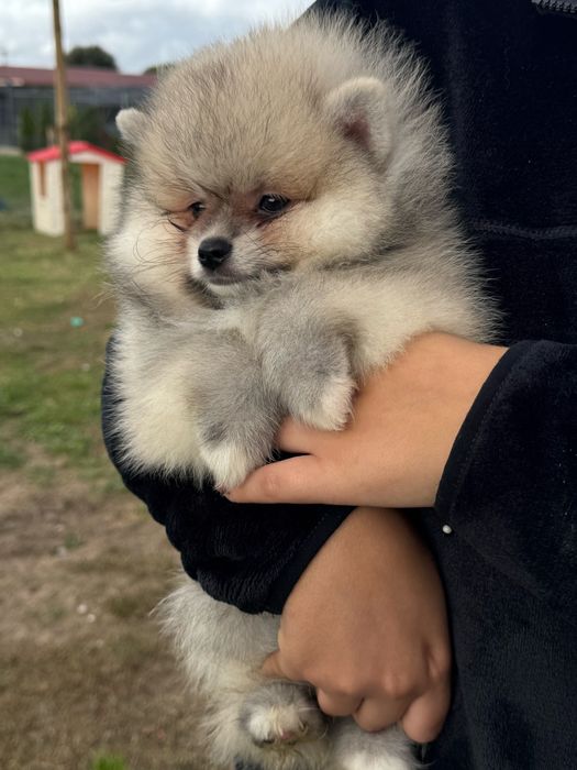 Lulu da Pomerania