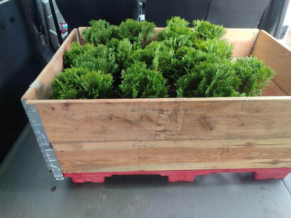 Туя кульчаста  Даніка