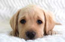 Piękny Szczeniak Labrador Retriever